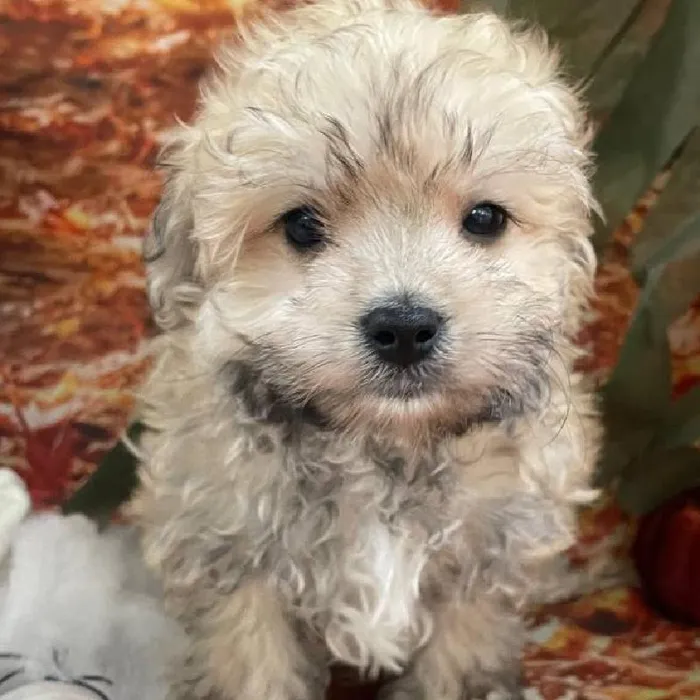 Male Havanese Puppy for Sale in Monroeville, PA