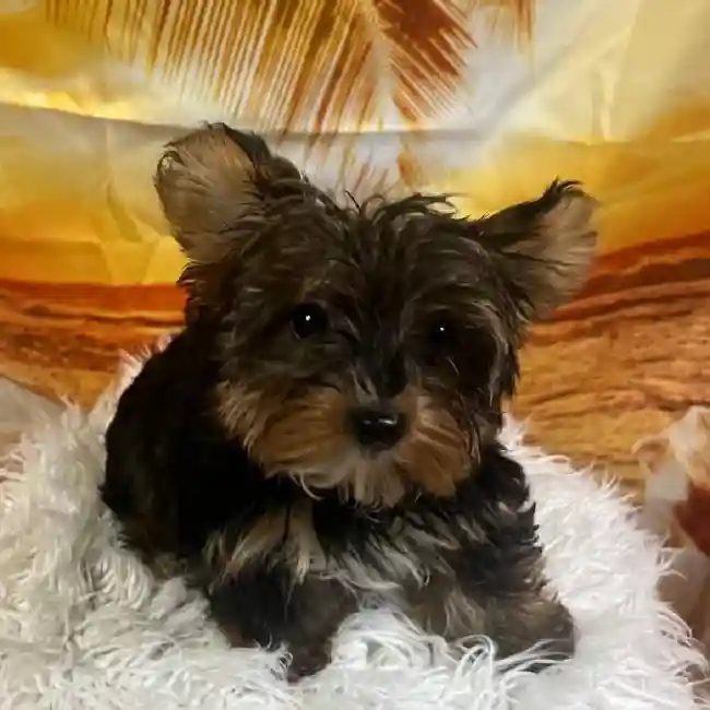Female Yorkie Puppy for Sale in Monroeville, PA