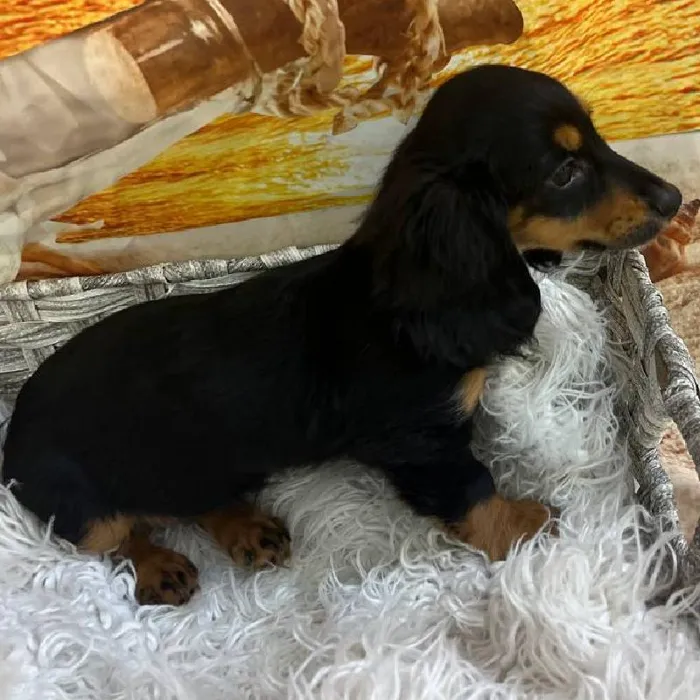 Female Dachshund Puppy for Sale in Monroeville, PA