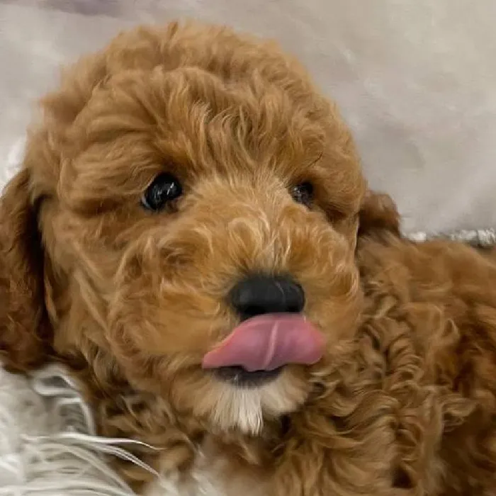 Male Mini Goldendoodle Puppy for Sale in Monroeville, PA