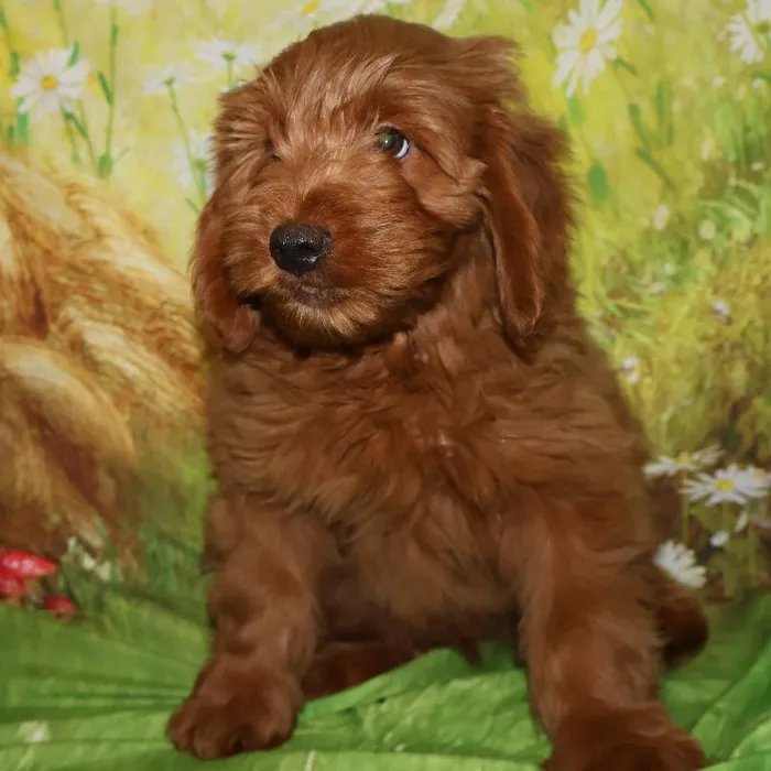 Male Mini Goldendoodle puppy named Tony for sale at Petland Monroeville.