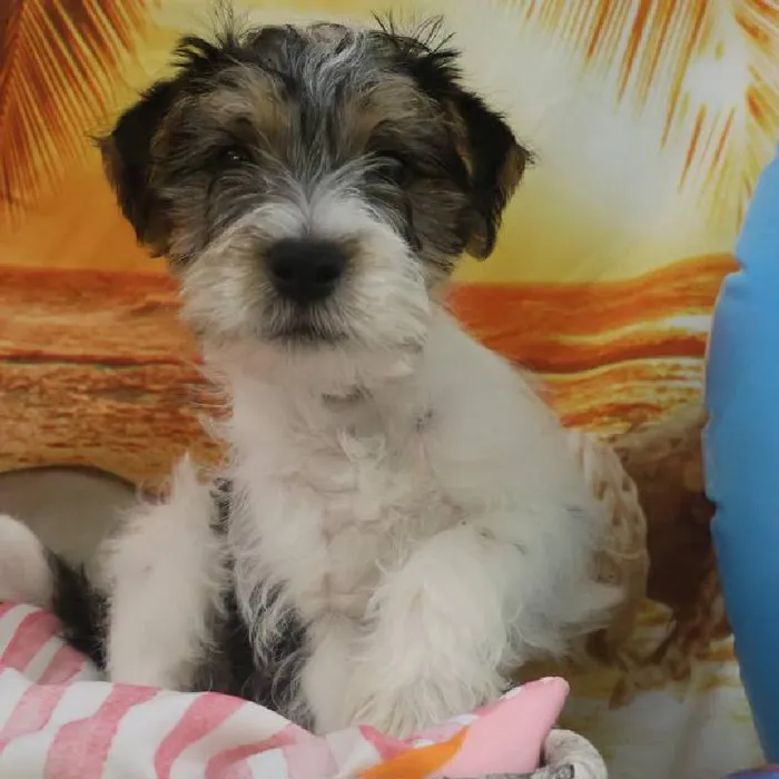 Male Jack Russell Terrier Puppy for Sale in Monroeville, PA