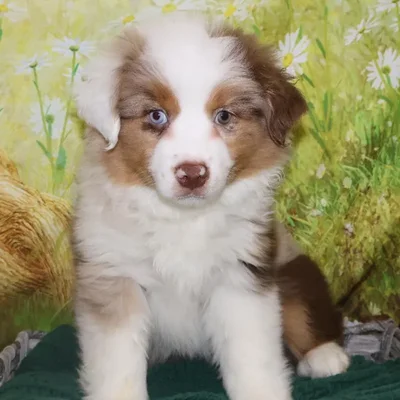 Female Miniature Australian Shepherd Puppy for Sale in Monroeville, PA