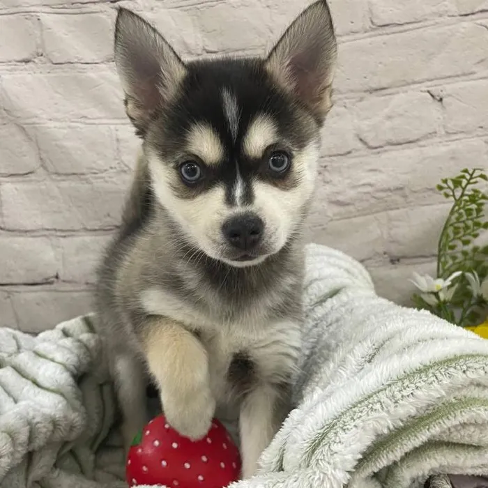 Male Alaskan Klee Kai Puppy for Sale in Monroeville, PA