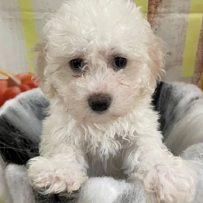 Female Bichon Puppy for Sale in Monroeville, PA