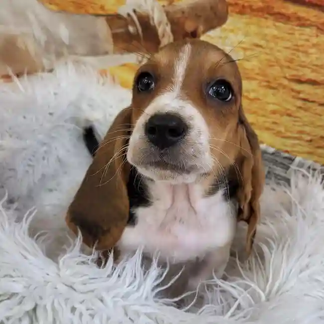 Male Basset Hound Puppy for Sale in Monroeville, PA