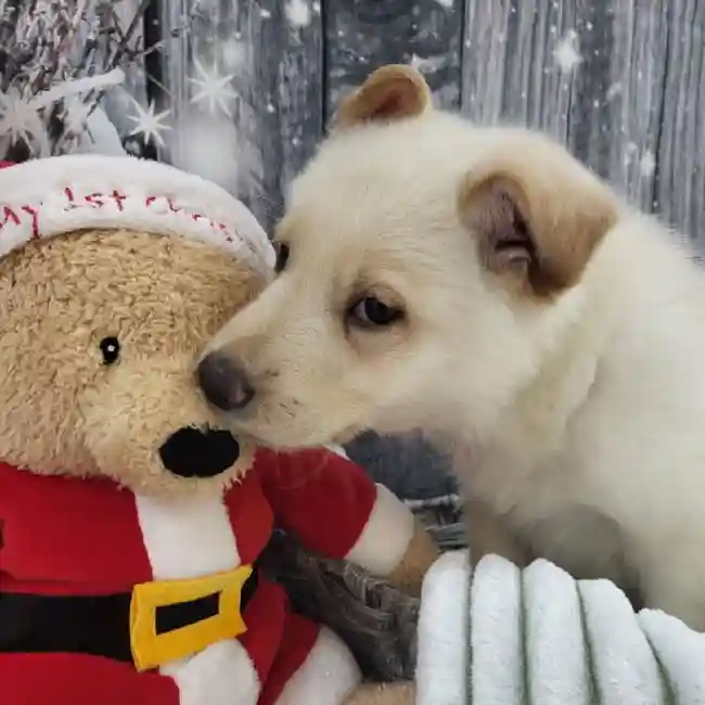 Male German Shepherd Puppy for Sale in Monroeville, PA