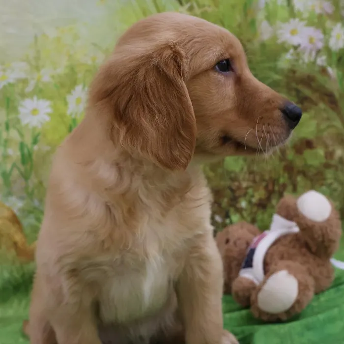 Female Golden Retriever puppy named Pamela for sale at Petland Monroeville.
