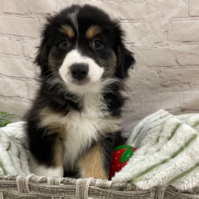 Female Australian Shepherd Puppy for Sale in Monroeville, PA