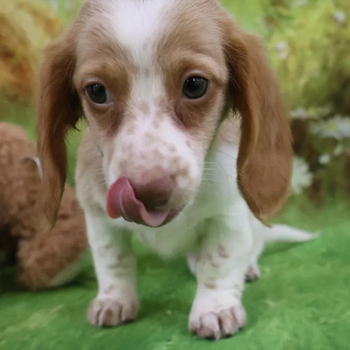 Female Dachshund puppy named Daisy for sale at Petland Monroeville.