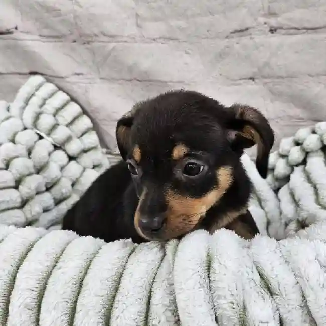 Female Chiweenie Puppy for Sale in Monroeville, PA