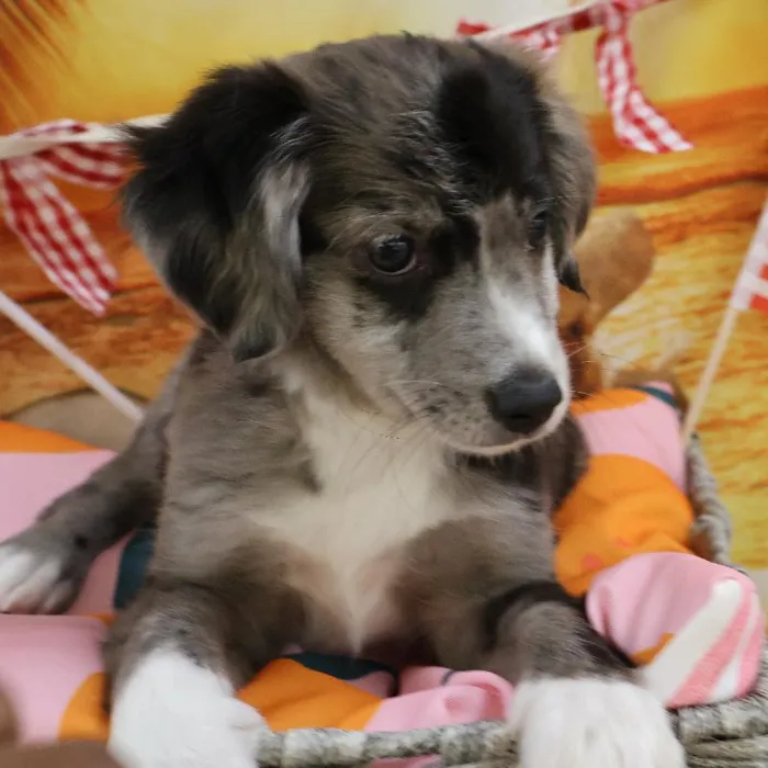Female Miniature Australian Shepherd puppy named Sybil for sale at Petland Monroeville.