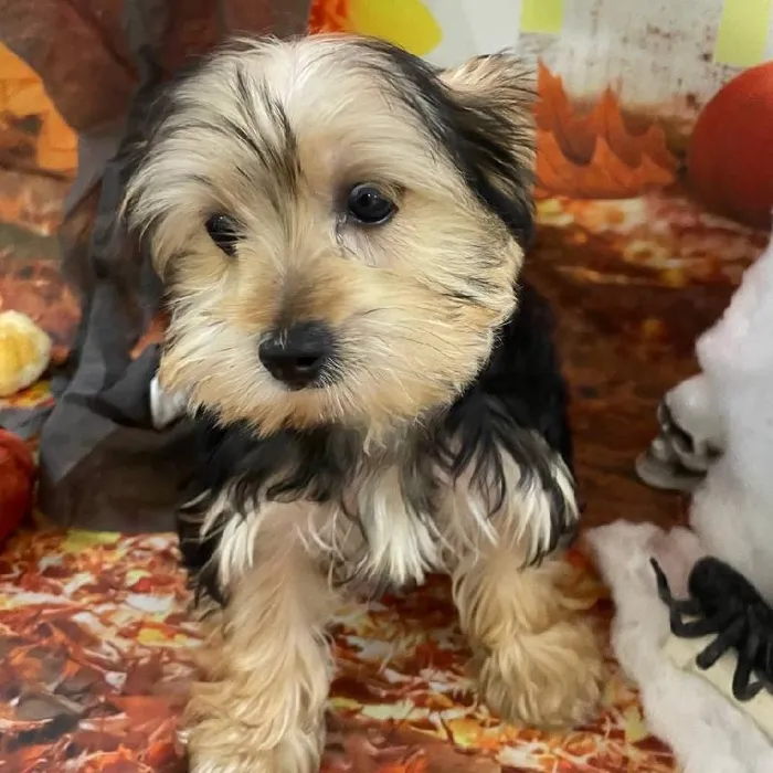 Male Yorkie Puppy for Sale in Monroeville, PA