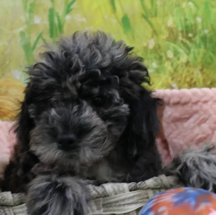 Female Cock A Poo 2Nd Gen puppy named Aurora for sale at Petland Monroeville.