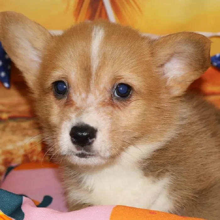Male Pembroke Welsh Corgi puppy named Milo for sale at Petland Monroeville.