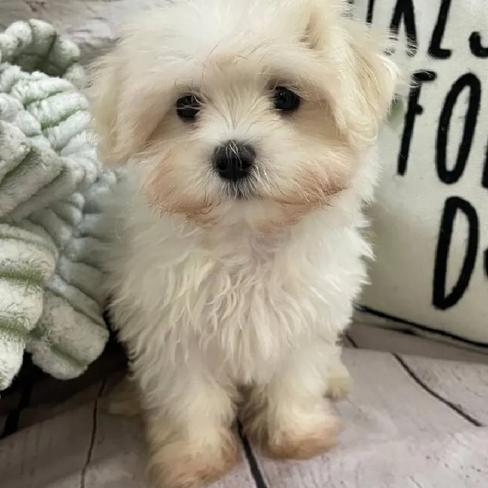 Female Maltese Puppy for Sale in Monroeville, PA