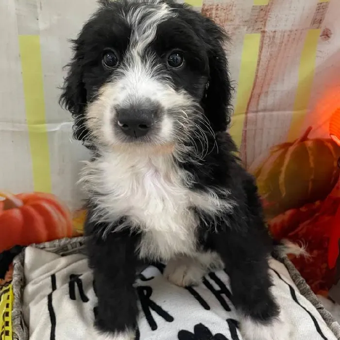 Female Bernedoodle Puppy for Sale in Monroeville, PA