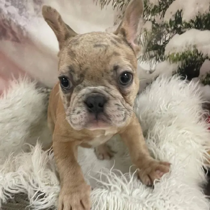 Male French Bulldog Puppy for Sale in Monroeville, PA