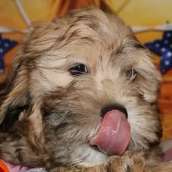 Male Shipoo puppy named Siddiq for sale at Petland Monroeville.