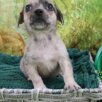 Male Chiweenie Puppy for Sale in Monroeville, PA