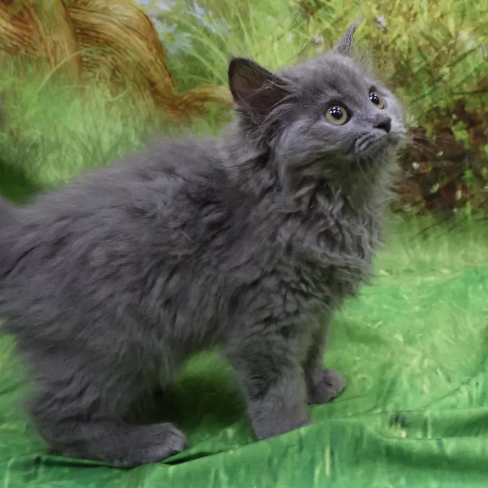 Male Persian kitten named Smokey for sale at Petland Monroeville.
