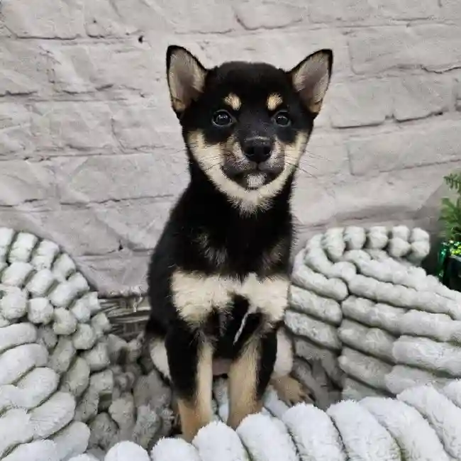 Female Shiba Inu Puppy for Sale in Monroeville, PA