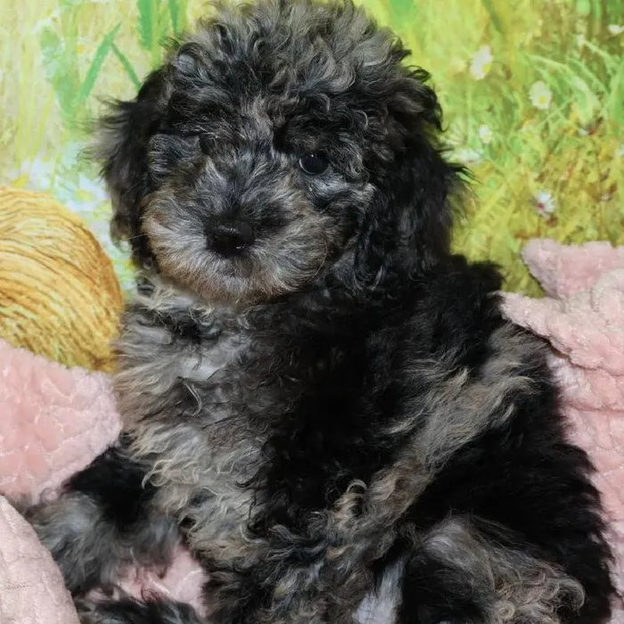 Female Cock A Poo 2Nd Gen puppy named Aurora for sale at Petland Monroeville.