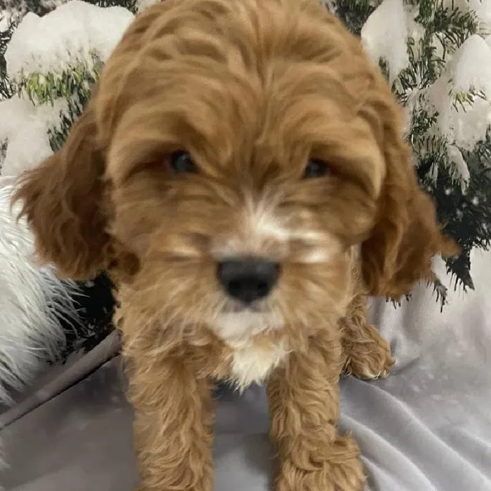 Male Cavapoo Puppy for Sale in Monroeville, PA