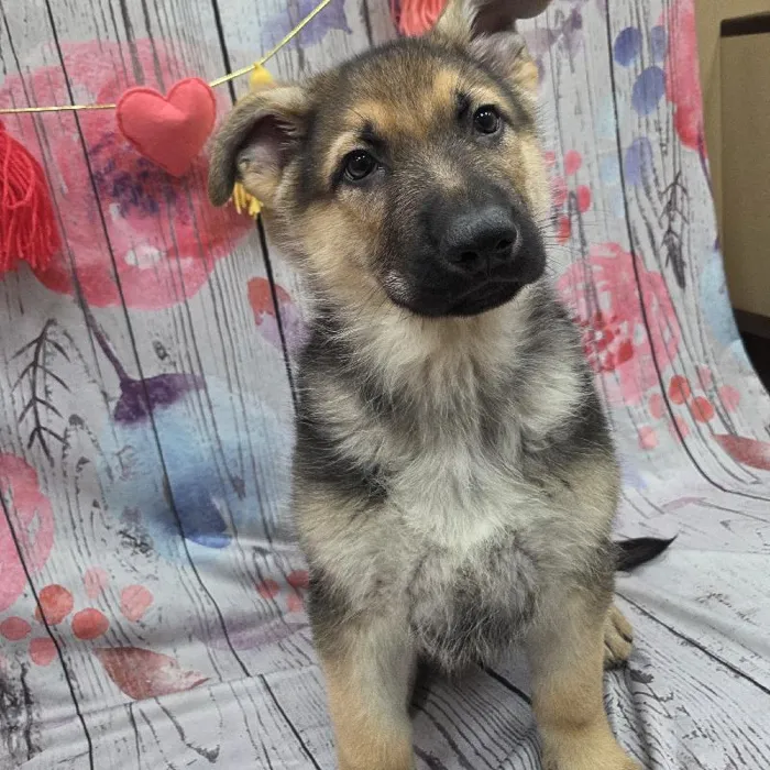 Male German Shepherd Puppy for Sale in Monroeville, PA