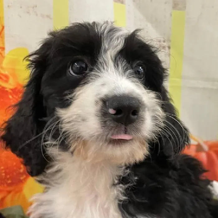 Female Bernedoodle Puppy for Sale in Monroeville, PA