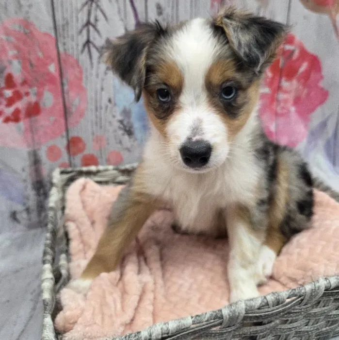 Female Miniature Australian Shepherd Puppy for Sale in Monroeville, PA