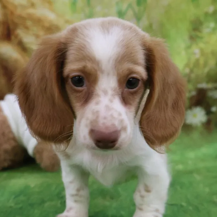 Female Dachshund puppy named Daisy for sale at Petland Monroeville.