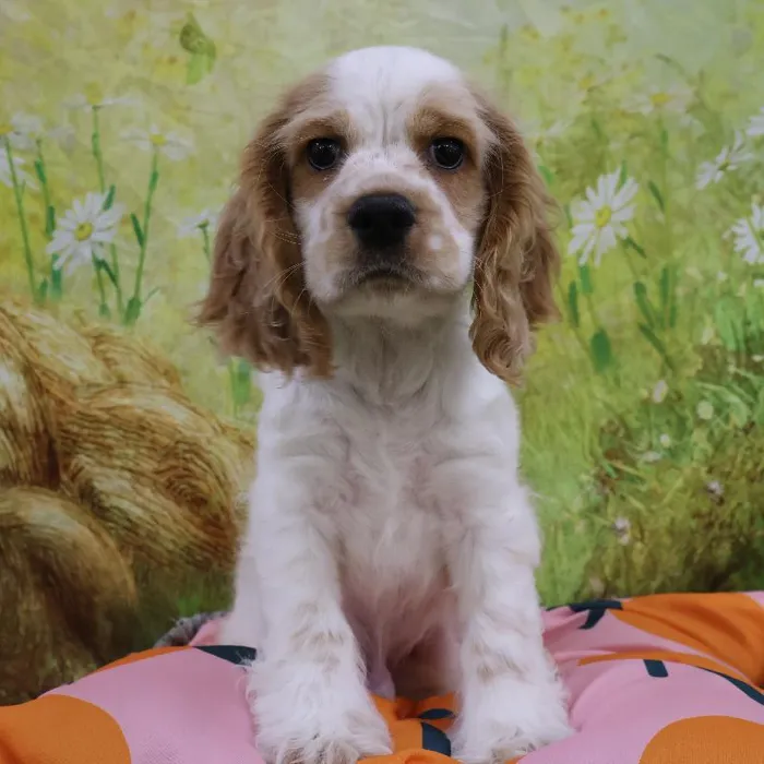 Male Cocker Spaniel puppy named Samuel for sale at Petland Monroeville.