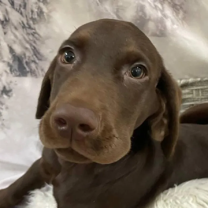 Male Labrador Retriever Puppy for Sale in Monroeville, PA