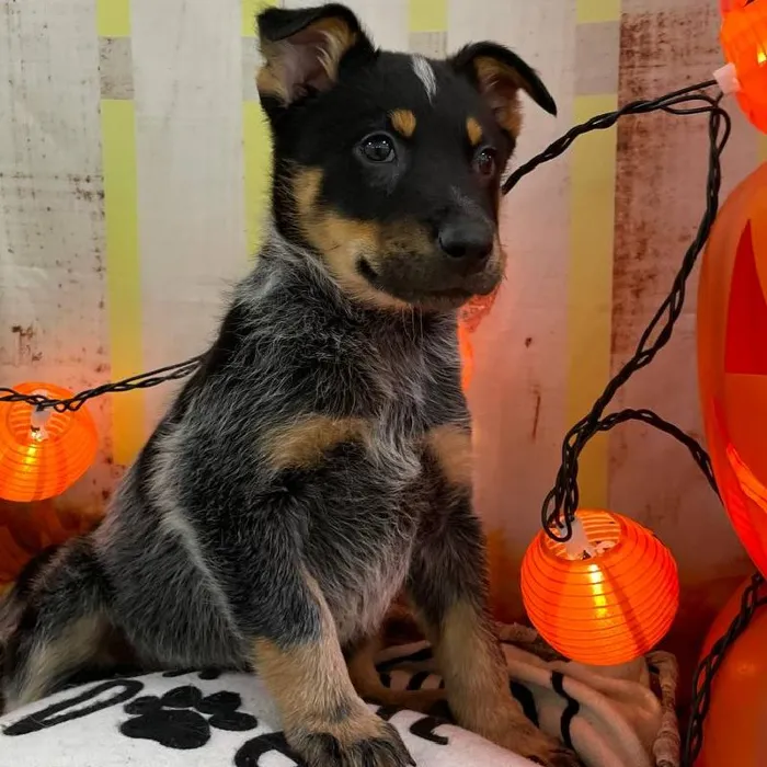 Male Australian Cattle Dog Puppy for Sale in Monroeville, PA