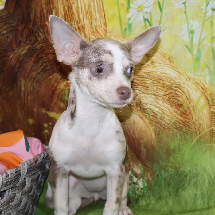 Female Chihuahua puppy named Vicki for sale at Petland Monroeville.