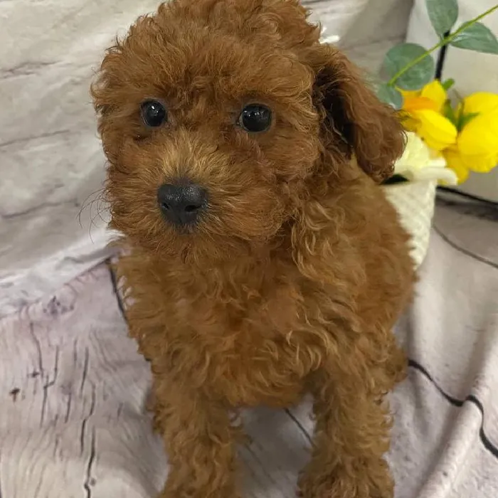 Female Poodle Puppy for Sale in Monroeville, PA