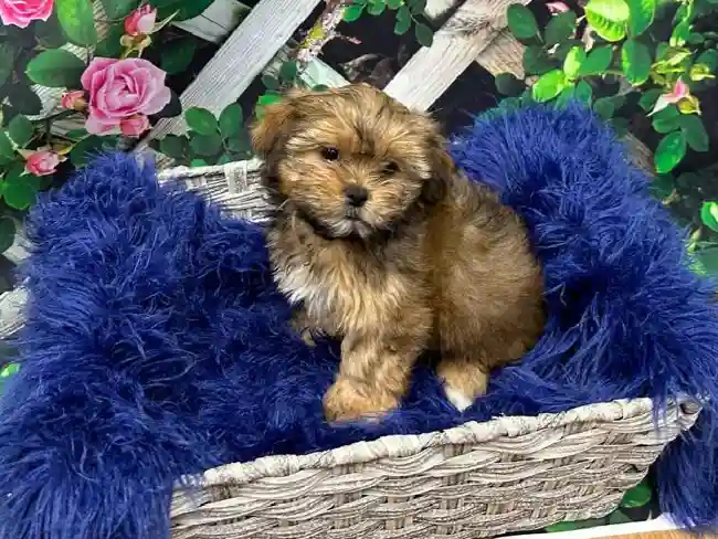 Female Shorkie Puppy for Sale in Pittsburgh, PA