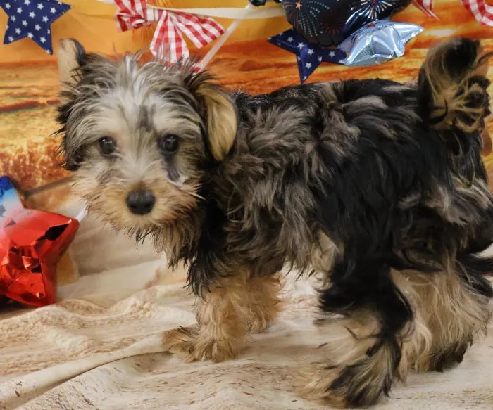Male Yorkie puppy named Klaus for sale at Petland Monroeville.