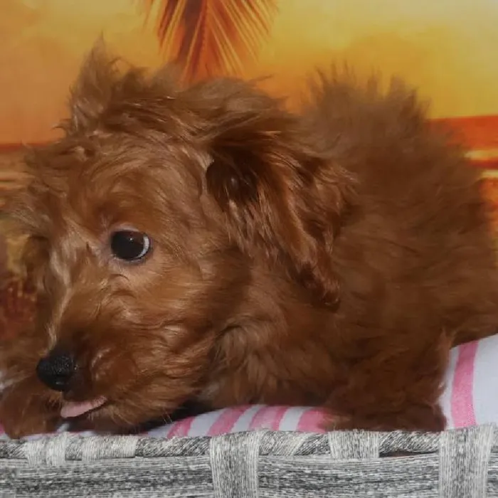 Female Mini Goldendoodle Puppy for Sale in Monroeville, PA