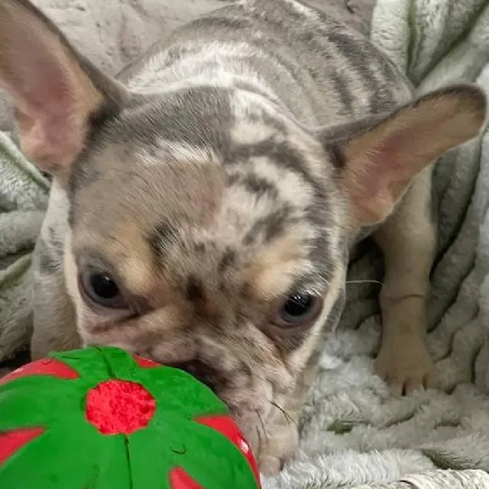 Female French Bulldog Puppy for Sale in Monroeville, PA