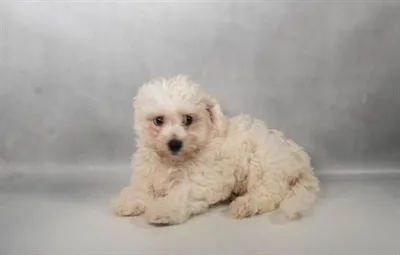 Male Bichon puppy for sale at Petland Monroeville.