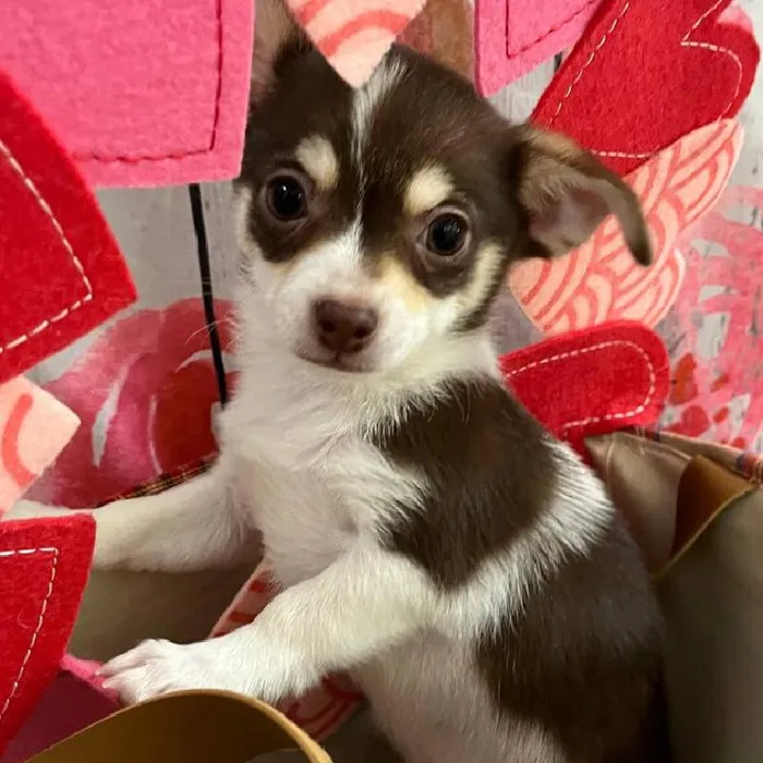Male Chihuahua Puppy for Sale in Monroeville, PA