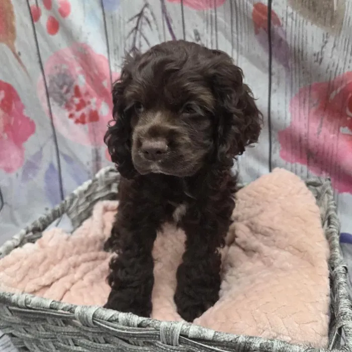Female Cocker Spaniel Puppy for Sale in Monroeville, PA