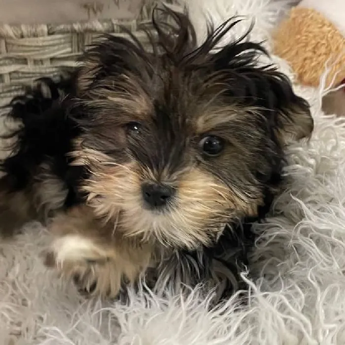 Female Morkie Puppy for Sale in Monroeville, PA