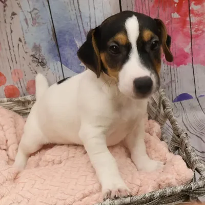 Male Jack Russell Terrier Puppy for Sale in Monroeville, PA