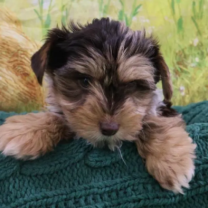 Male Yorkie Puppy for Sale in Monroeville, PA