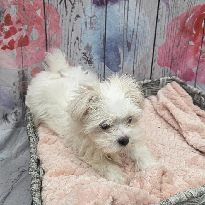 Female Maltese Puppy for Sale in Monroeville, PA
