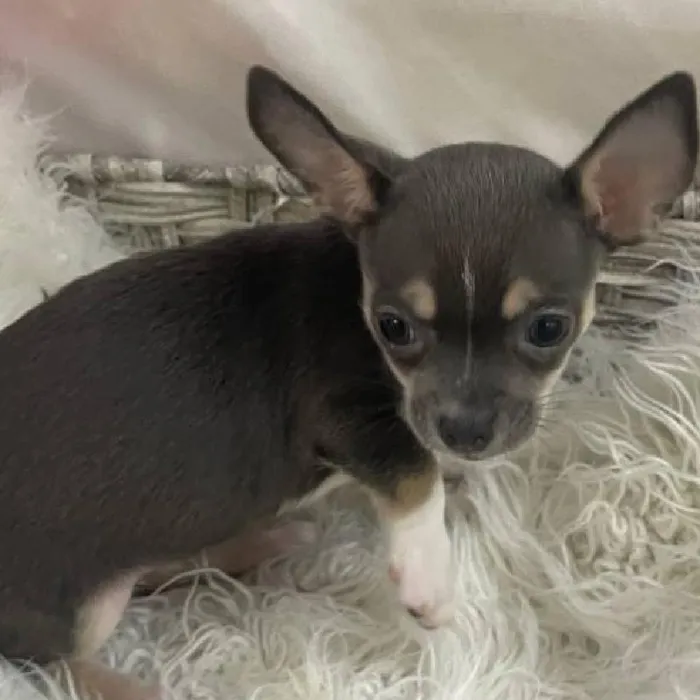 Female Chihuahua Puppy for Sale in Monroeville, PA