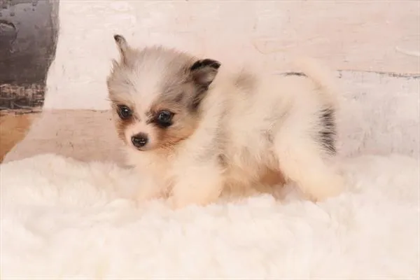 Male Pomeranian puppy named Mochi for sale at Petland Monroeville.